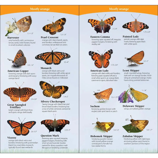 Butterflies of the South & Southeast