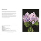Hydrangeas