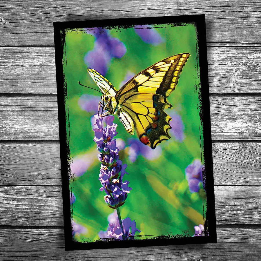 Eastern Tiger Swallowtail Butterfly Postcard