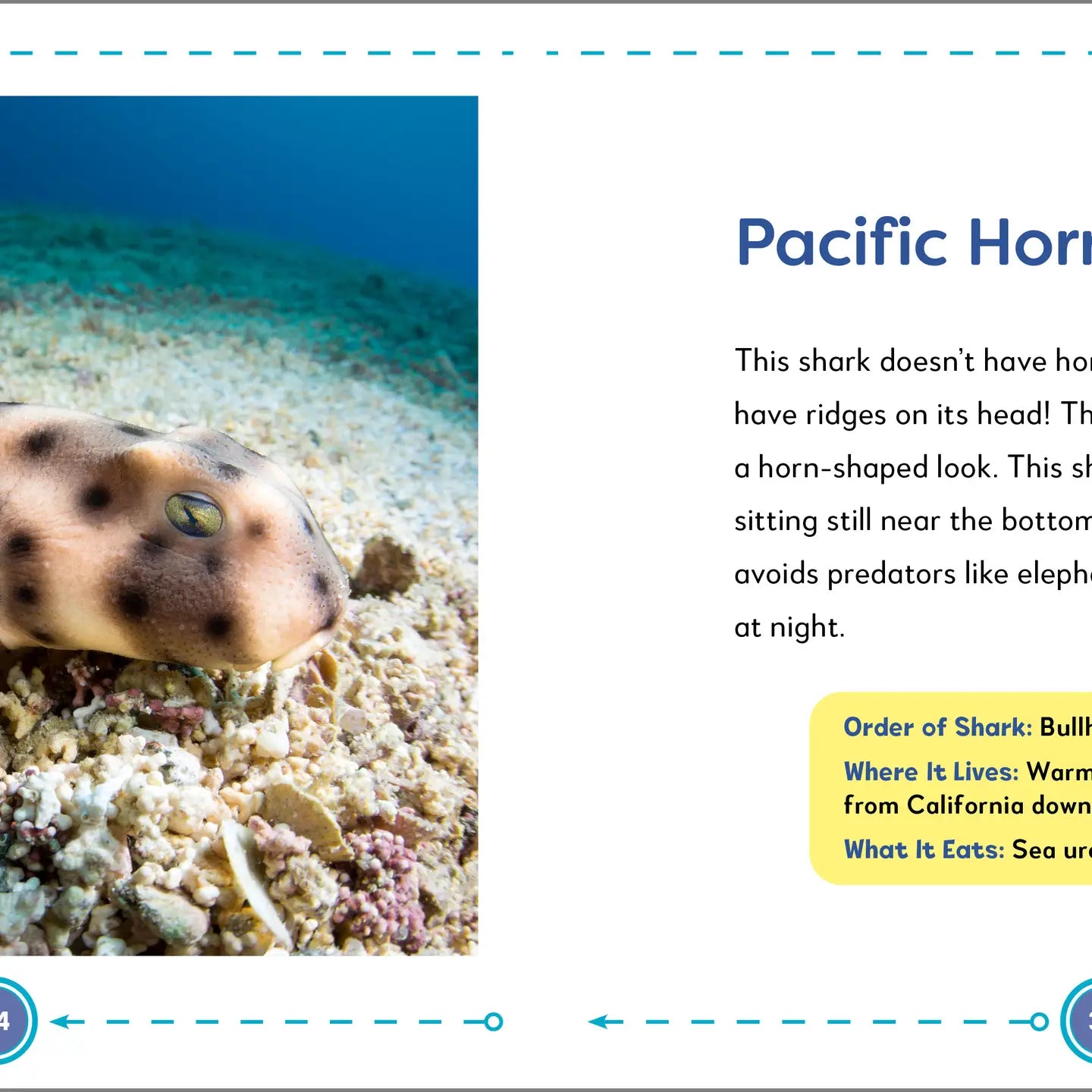 My First Book of SHARKS