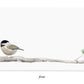 Chickadee Little Notes