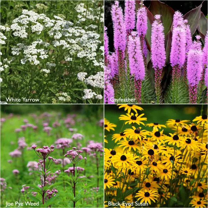 Scatter Garden, Monarch Milkweed