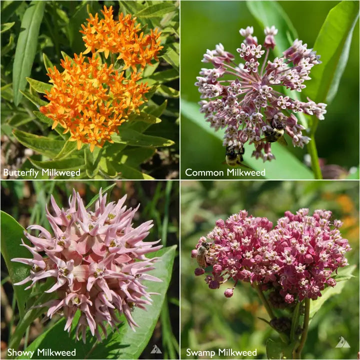 Scatter Garden, Monarch Milkweed