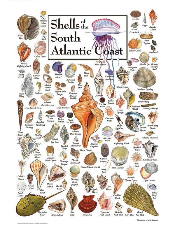 Shells of the South Atlantic Coast - Heritage Puzzle