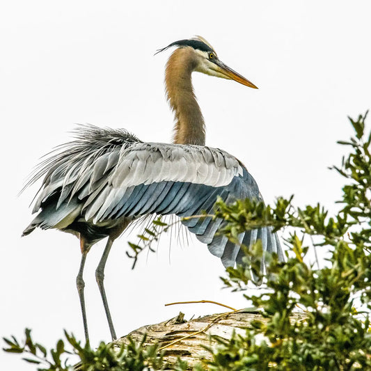 Nesting Blue Heron Coasters
