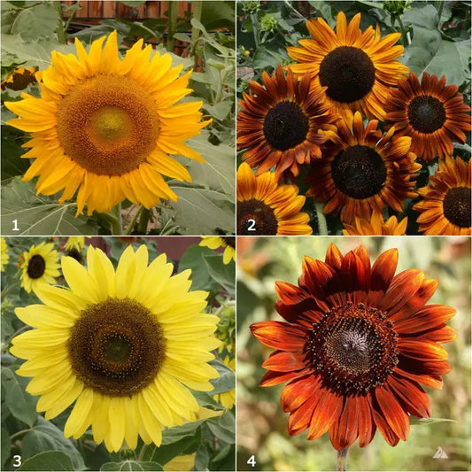 Garden Sprinkles, Grow Love Sunflower