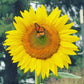 Garden Sprinkles, Grow Love Sunflower