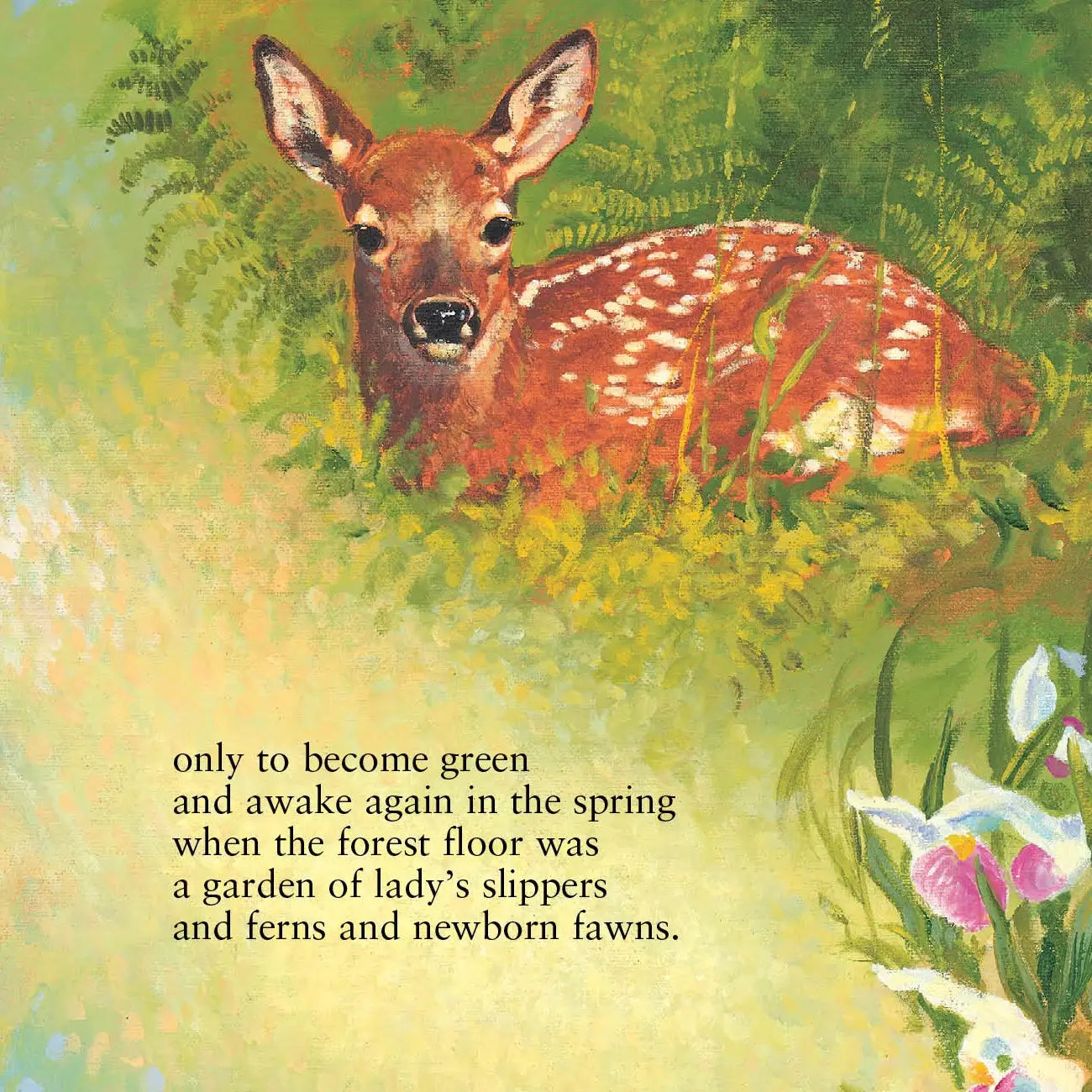 The Legend of the Loon Picture Book
