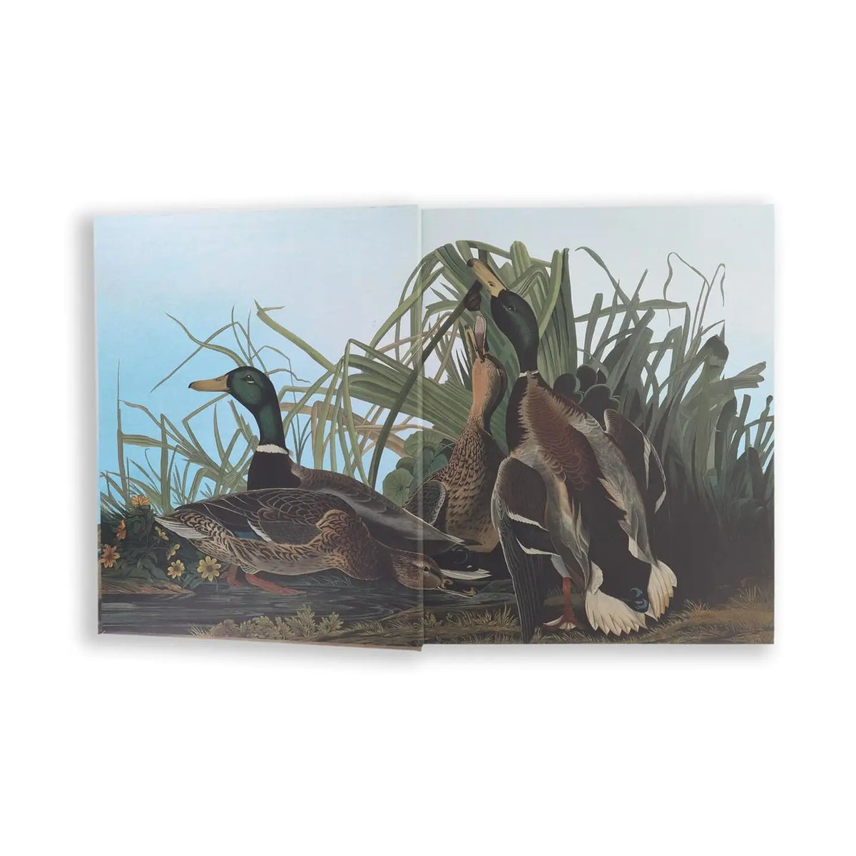 Audubon's Birds of America by John James