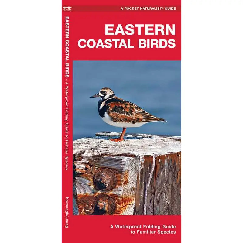 EASTERN Coastal Birds