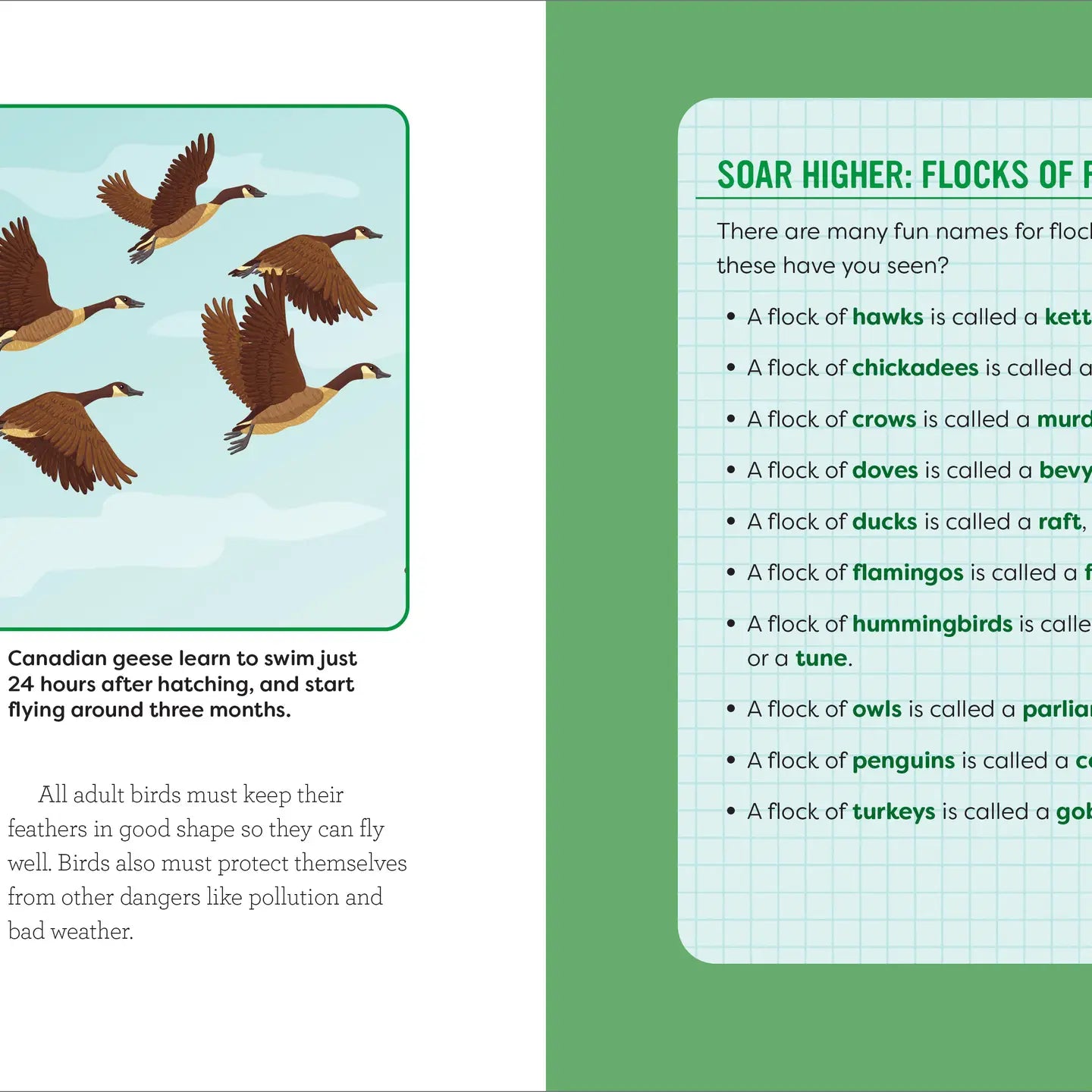 Birds for Kids