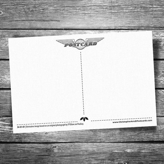 Geese Postcard