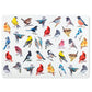 North American Birds Placemat