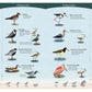 Shorebirds of the Southeast & Gulf States