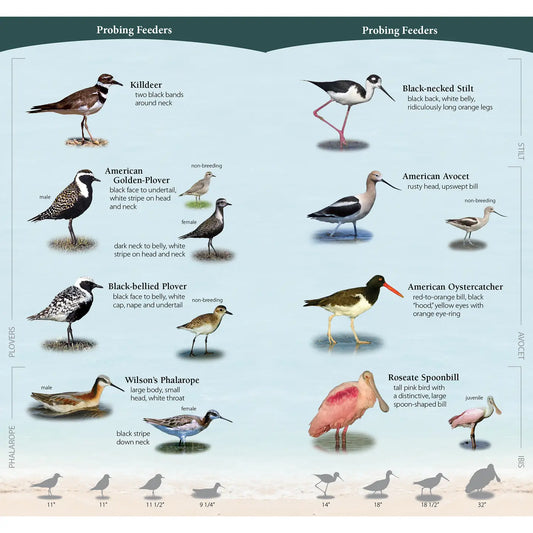 Shorebirds of the Southeast & Gulf States