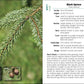 Trees of the Carolinas Field Guide