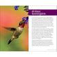 Attracting & Feeding Hummingbirds