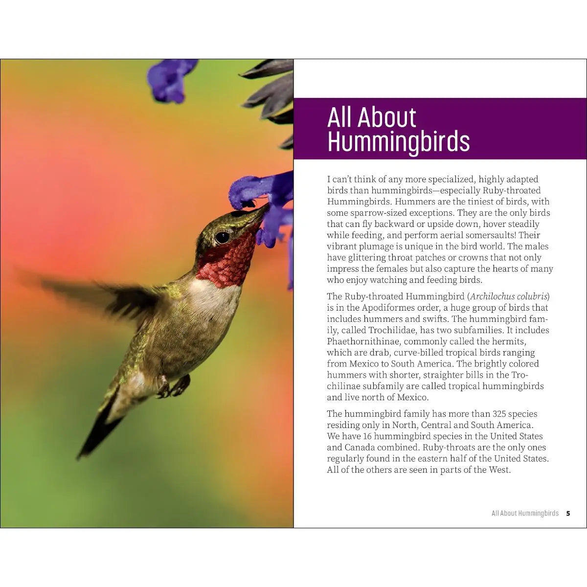 Attracting & Feeding Hummingbirds