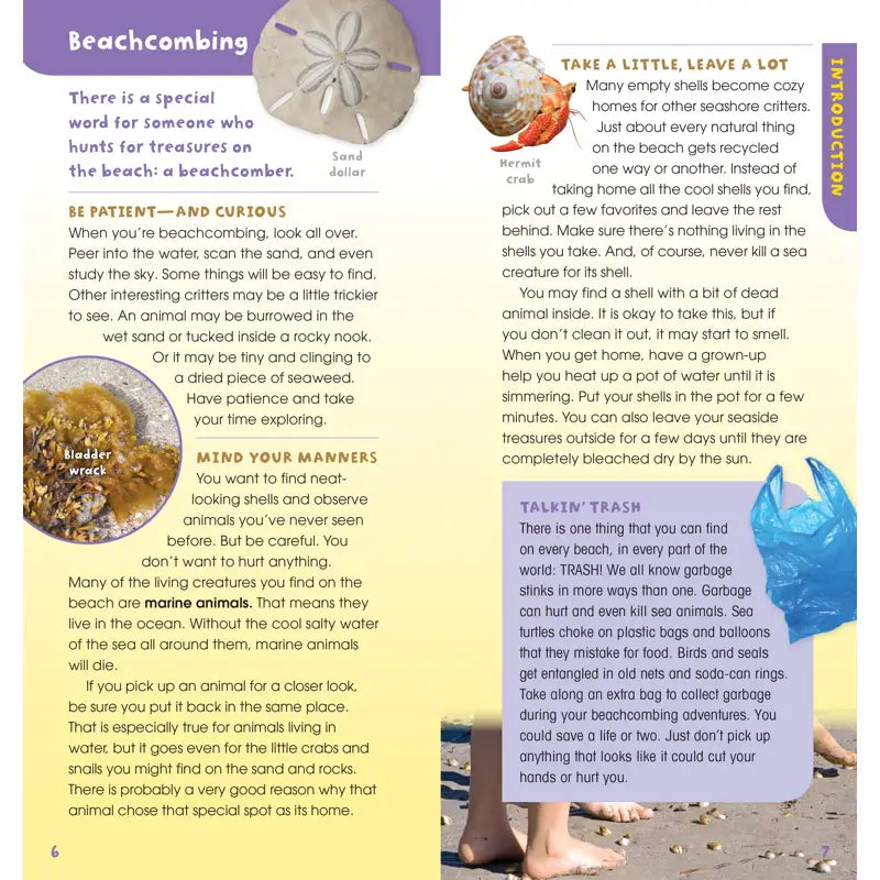 Walk on the Beach By Laurie Goldman