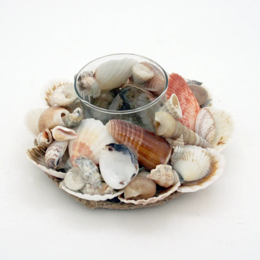 Assorted Shell Glass Tealight Holder