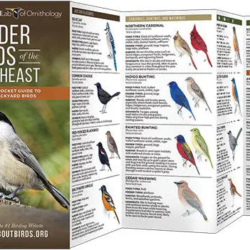 Feeder Birds of the Southeast