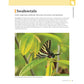 Cultivating Native Plants for Pollinators