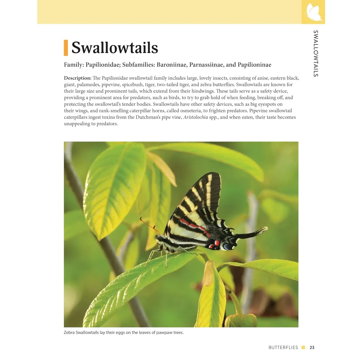 Cultivating Native Plants for Pollinators
