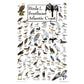 Birds of the South Atlantic Coast