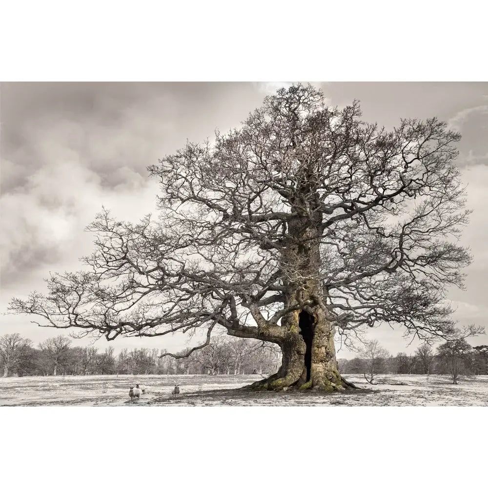 Oak: From Seed to Ancient tree, Hardcover
