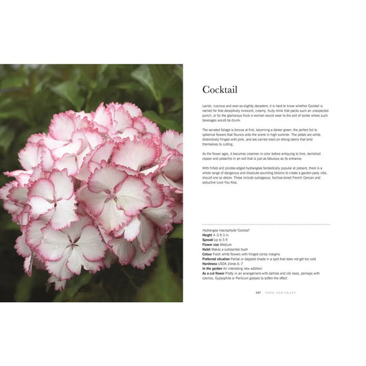 Hydrangeas