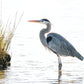 Blue Standing Heron  Coasters