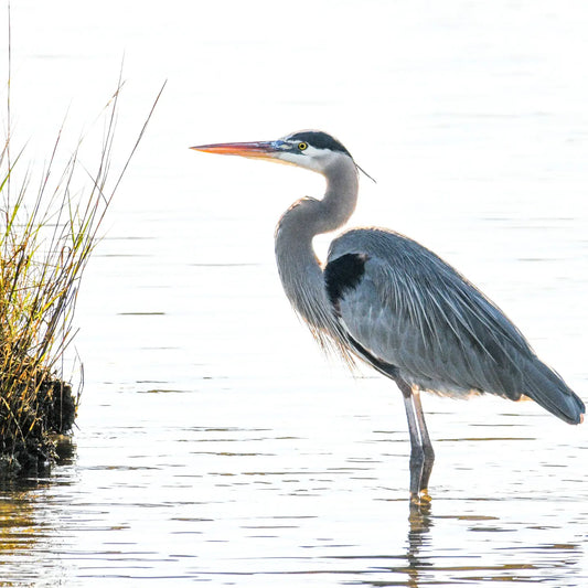 Blue Standing Heron  Coasters