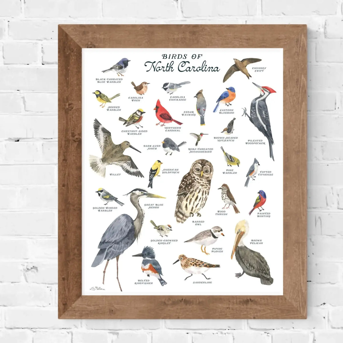 Birds of North Carolina-field guide 8X10