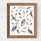 Birds of North Carolina-field guide 11X14