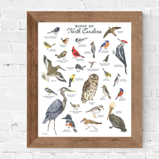 Birds of North Carolina-field guide 11X14