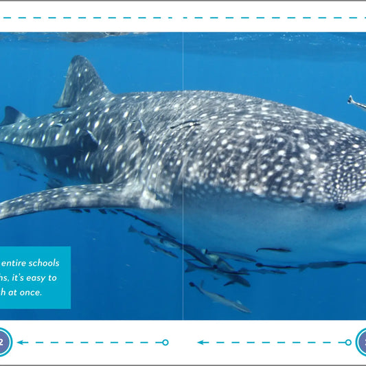 My First Book of SHARKS