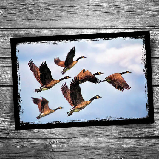 Geese Postcard