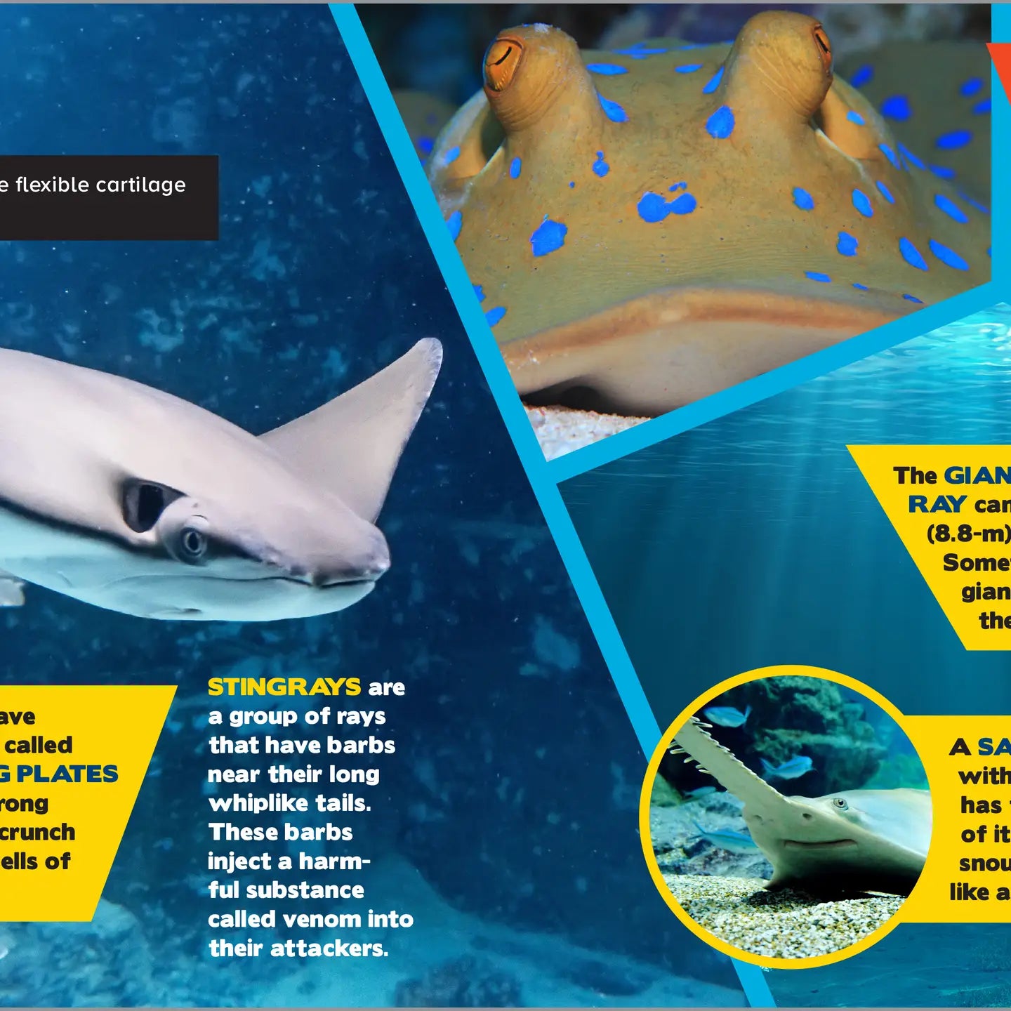 The Fascinating Ocean Book for KIDS