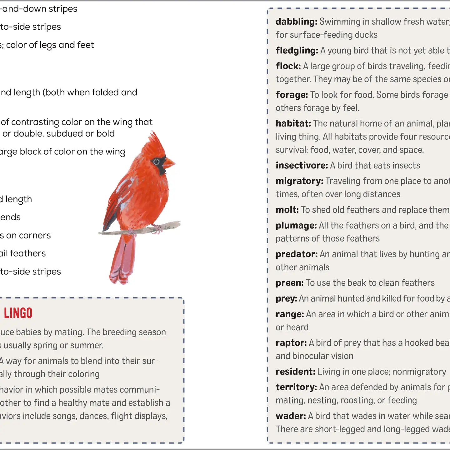 Bird Watching Book for Kids