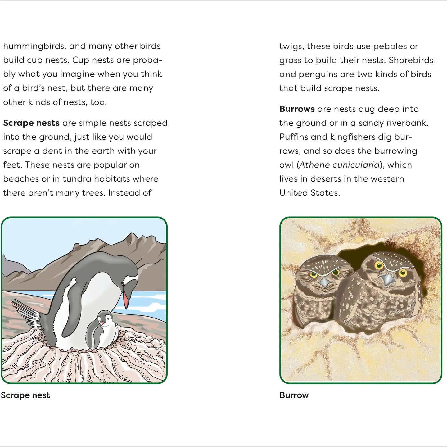 Birds for Kids