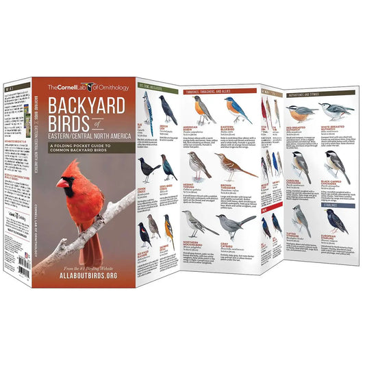 Backyard Birds of Eastern/Central North America