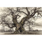 Oak: From Seed to Ancient tree, Hardcover