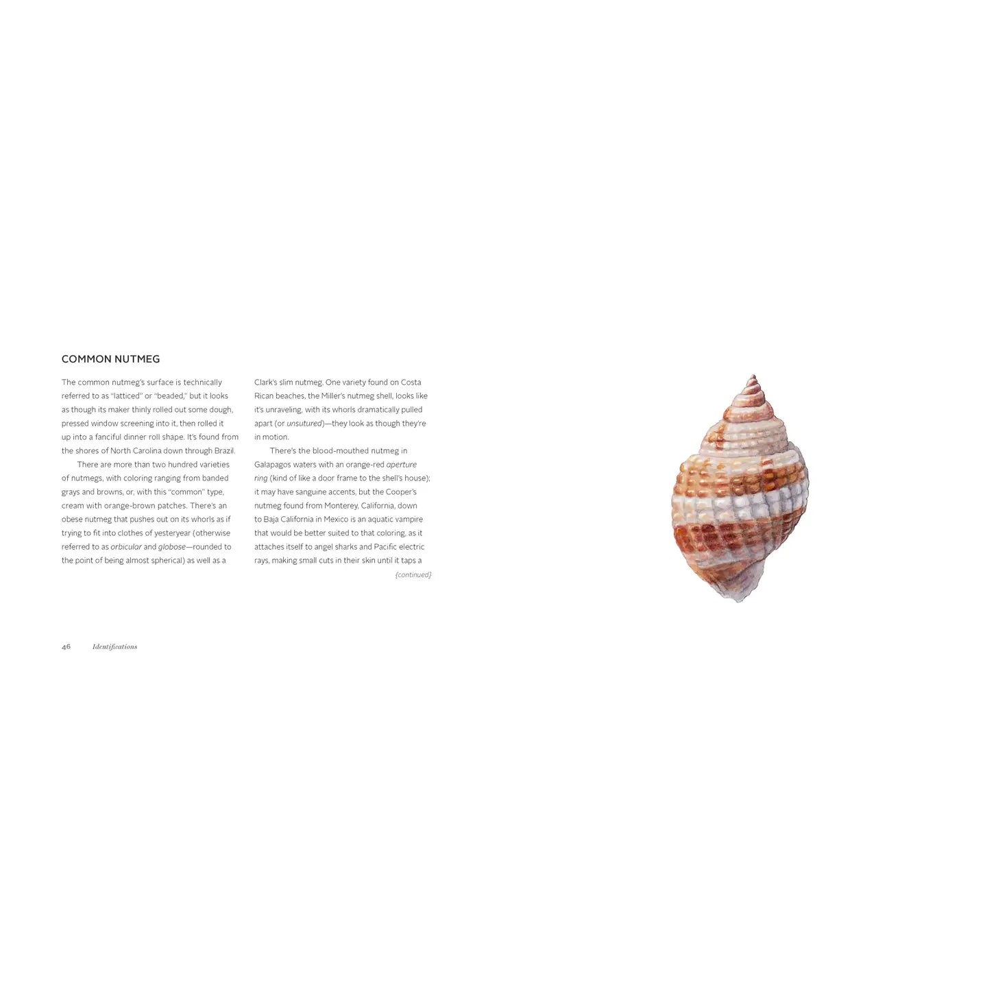 The Beachcomber's Companion