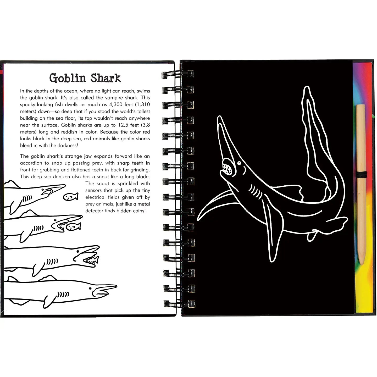 Sharks Scratch and Sketch