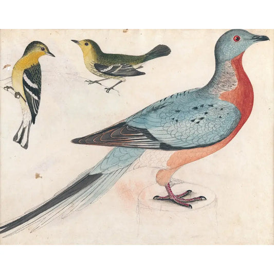 Alexander Wilson: The Scot Who Founded American Ornithology
