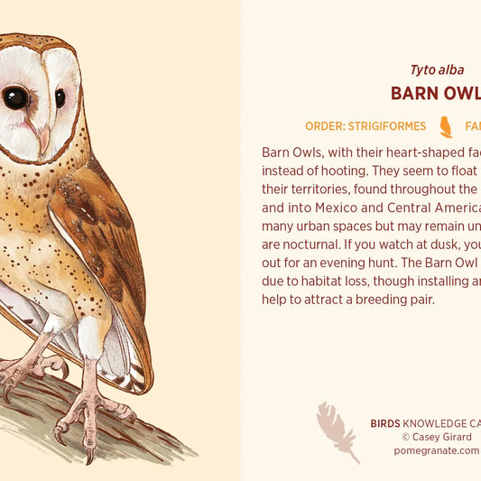 Birds Knowledge Cards