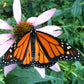 Kids Garden in a Pail, Butterfly