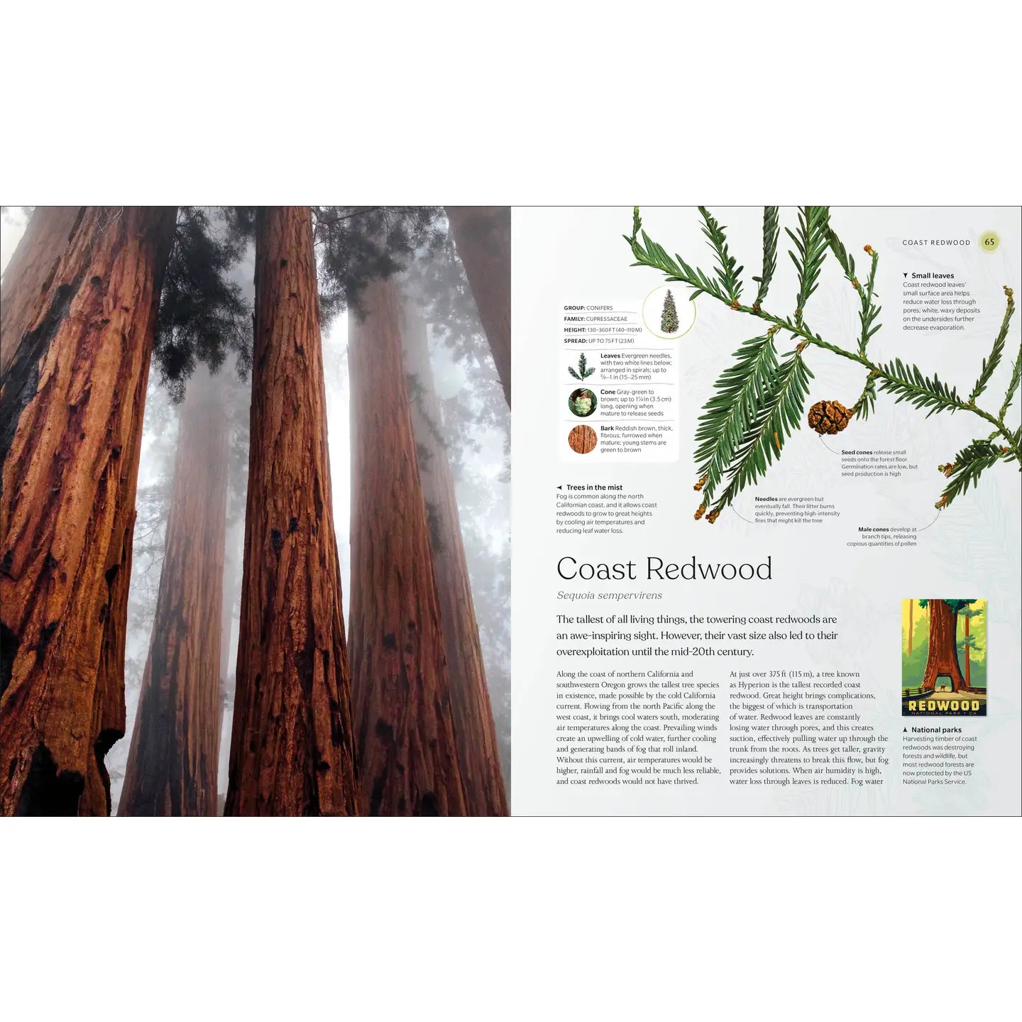 Tree Book