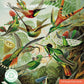 Adult Sustainable Jigsaw Puzzle V&A, Hummingbirds