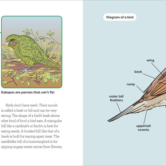 Birds for Kids